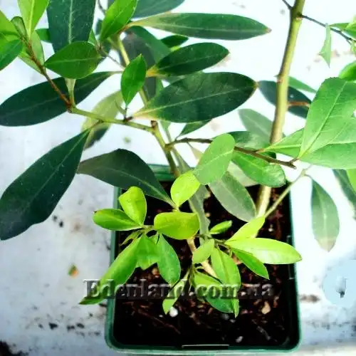 Изображение Падуб парагвайский - Ilex paraguariensis