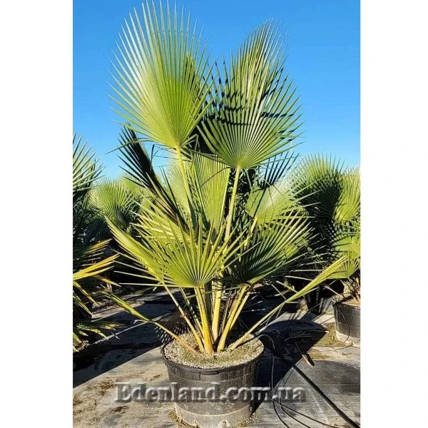 Зображення Коперниція Бейлі - Copernicia baileyana