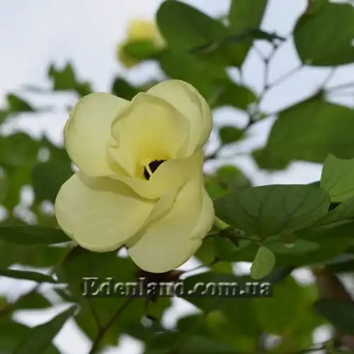 Изображение Баухиния войлочная - Bauhinia tomentosa