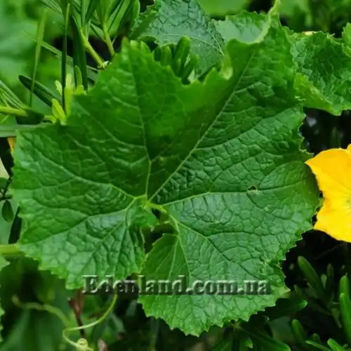 Изображение Бенинказа щетинистая  - Benincasa hispida