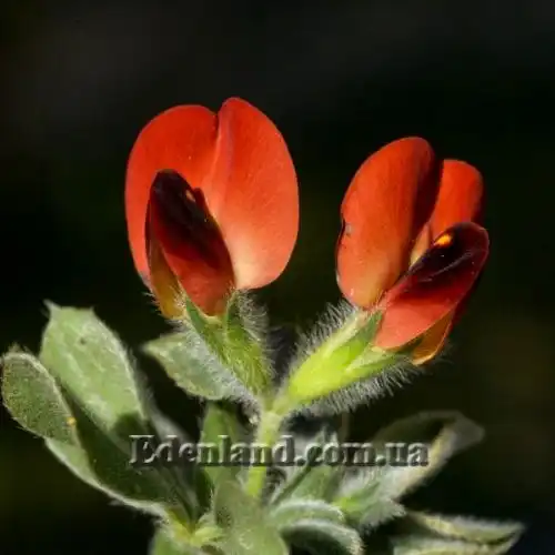 Изображение Четырехкрыльник пурпурный - Tetragonolobus purpureus