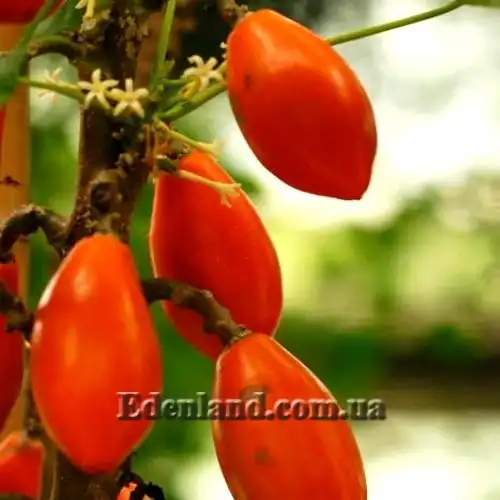 Изображение плоды