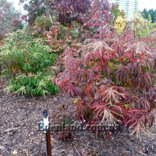 Изображение Оксидендрум древовидный - Oxydendrum arboreum