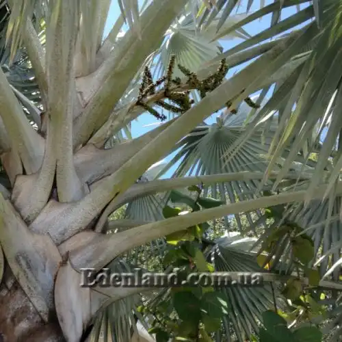 Изображение Бисмаркия благородная серебристая - Bismarckia nobilis Silver