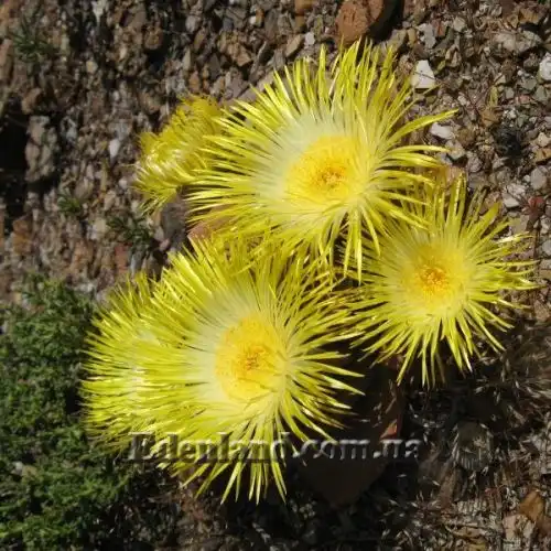 Изображение Хейридопсис своеобразный - Cheiridopsis peculiaris