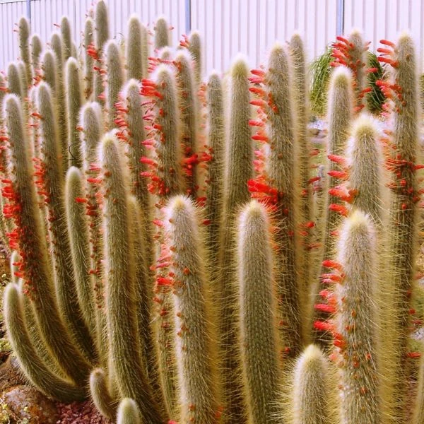 Зображення Клейстокактус Штрауса - Cleistocactus strausii 