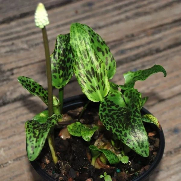 Изображение Дримиопсис пятнистый  - Drimiopsis maculata 