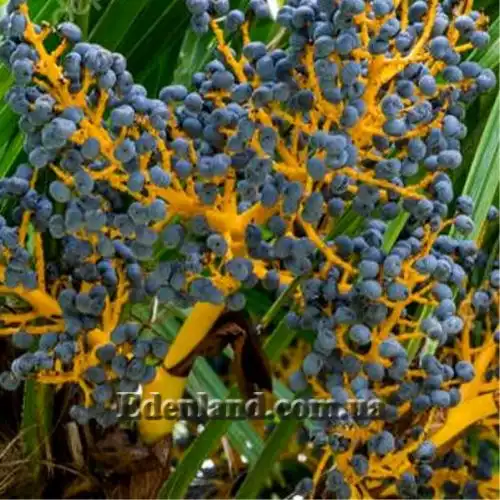 Изображение Трахикарпус Форчуна - Trachycarpus fortunei