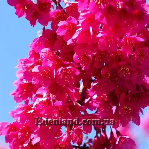 Изображение цветение