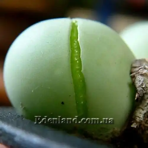 Изображение трещина от переувлажнения