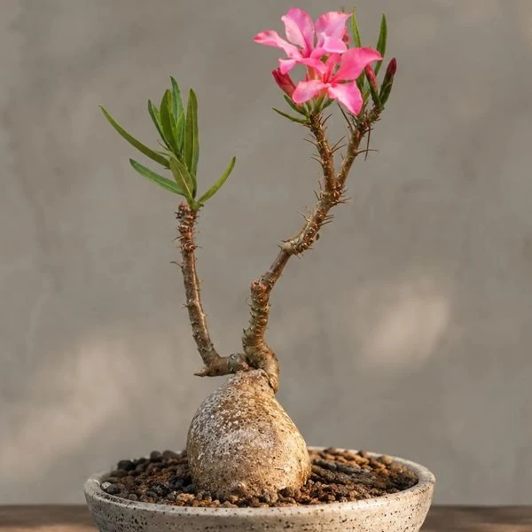 Зображення Пахіподіум сукулентний  - Pachypodium succulentum 
