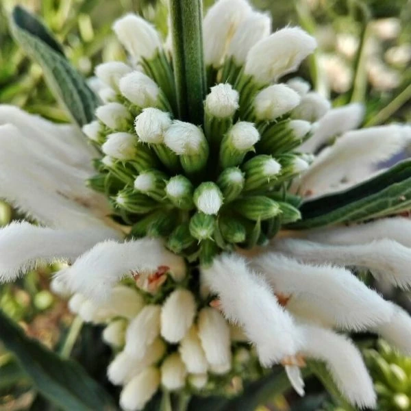 Зображення Леонотіс леонурус білоквітковий - Leonotis leonurus Alba