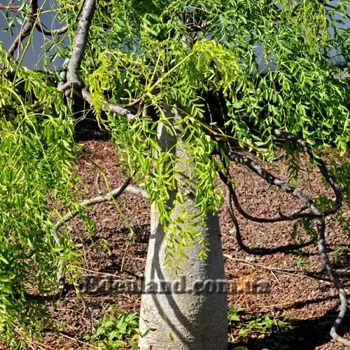 Изображение ствол