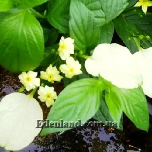 Изображение Псевдомуссенда желтая - Pseudomussaenda flavа