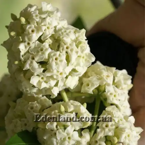 Изображение Альстония школьная - Alstonia scholaris