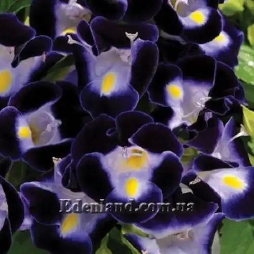 Изображение Торения Фурнье - Torenia fournieri