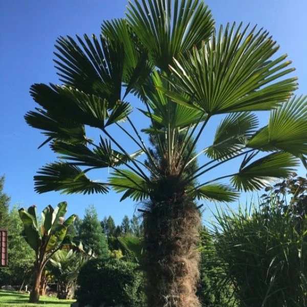 Изображение Трахикарпус Вагнера  - Trachycarpus wagnerianus 