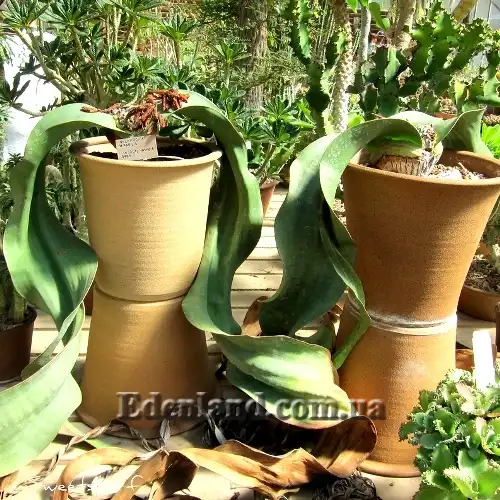 Изображение взрослые растения