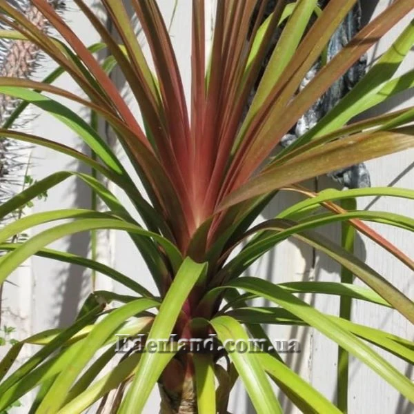 Изображение Бокарнея гватемальская - Beaucarnea guatemalensis