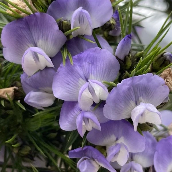 Зображення Псоралея деревовидна - Psoralea arborea