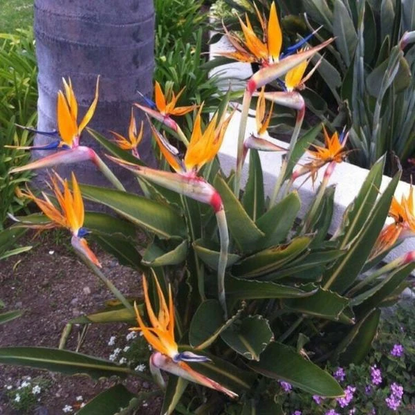 Зображення рослини в саду