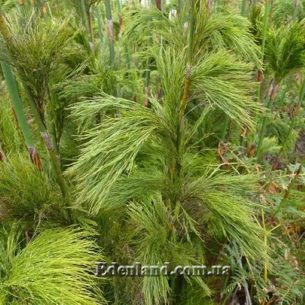 Изображение Родокома гигантская  - Rhodocoma gigantea