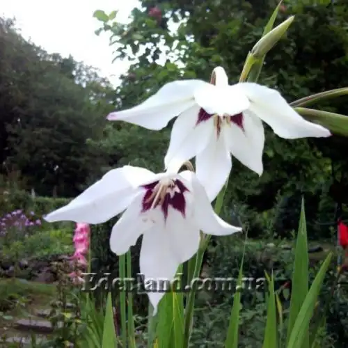 Изображение Ацидантера двухцветная - Acidanthera bicolor