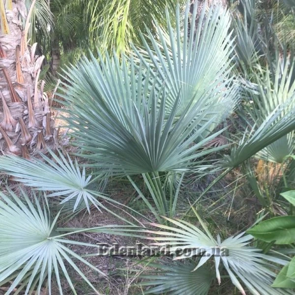 Изображение молодое растение