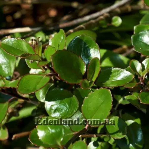 Изображение Вероника Халка - Veronica hulkeana