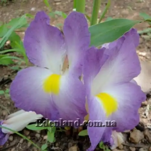 Изображение Афрамомум бело-фиолетовый - Aframomum alboviolaceum