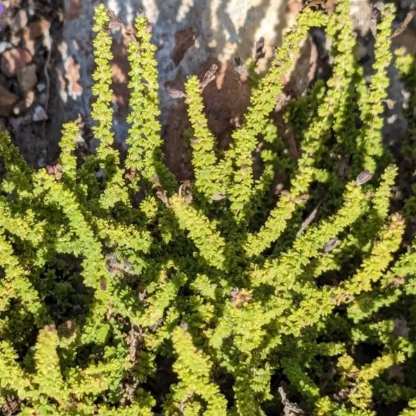 Изображение Джеймсбриттения мелколистная - Jamesbrittenia microphylla   