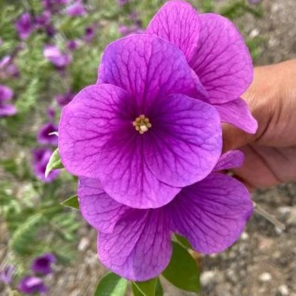 Изображение Моркиллия мексиканская  - Morkillia mexicana