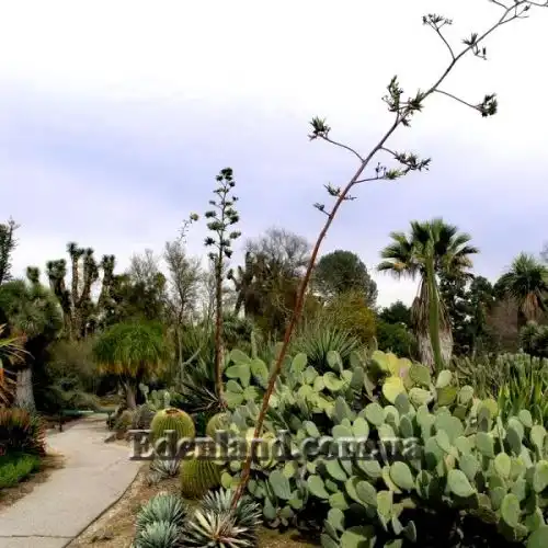 Изображение Агава крупноколючковая - Agave macroacantha