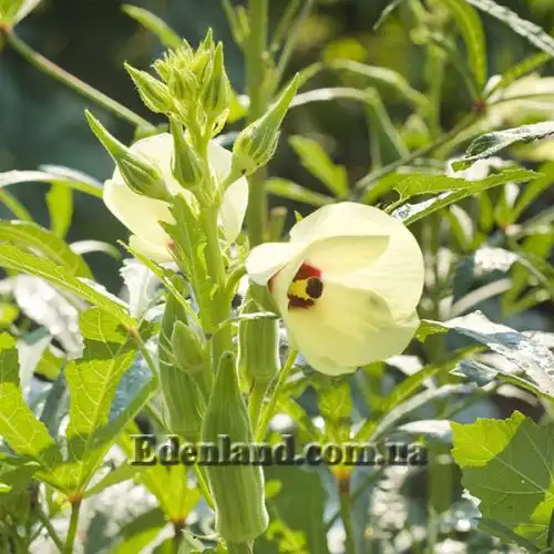 Изображение Абельмошус съедобный -  Abelmoschus esculentus 