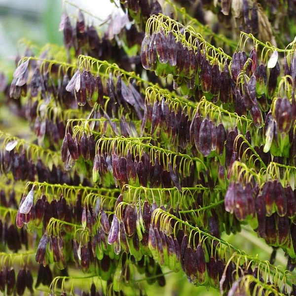 Изображение созревают семена