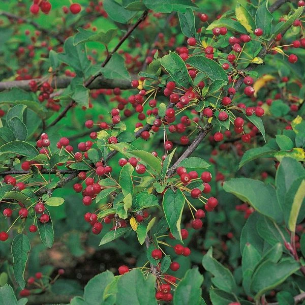 Изображение Яблоня Саржента - Malus sargentii  