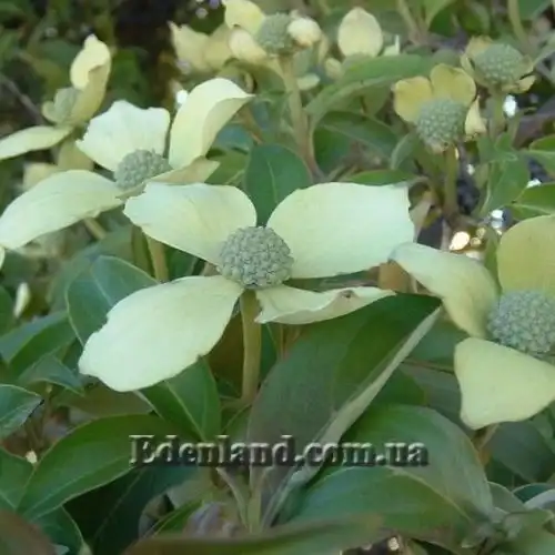 Изображение Кизил головчатый - Cornus capitata 