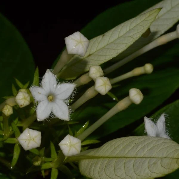 Зображення Неогіменопогон паразитичний - Neohymenopogon parasiticus 