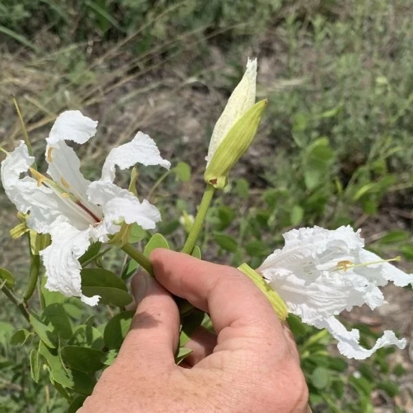 Зображення Баухінія Петерсона - Bauhinia petersiana