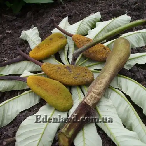 Зображення Мусанга цекропієвидна - Musanga cecropioides