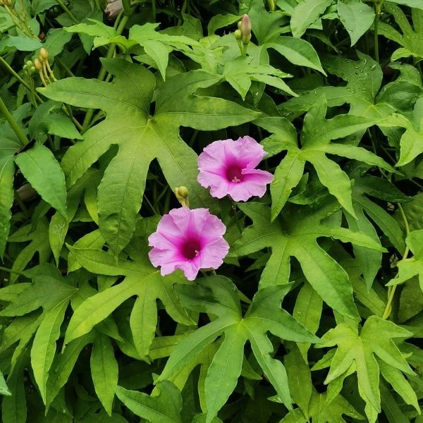 Зображення Іпомея маврикійська - Ipomoea mauritiana 