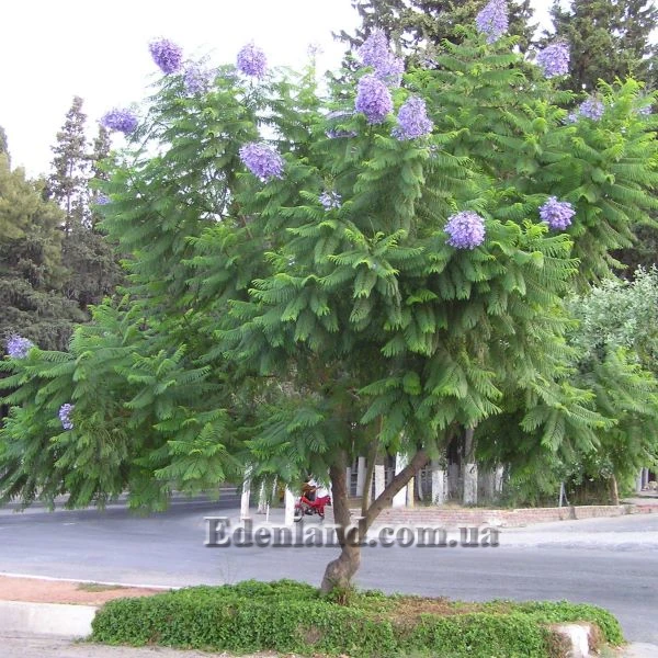 Изображение Жакаранда мимозолистная - Jacaranda mimosifolia