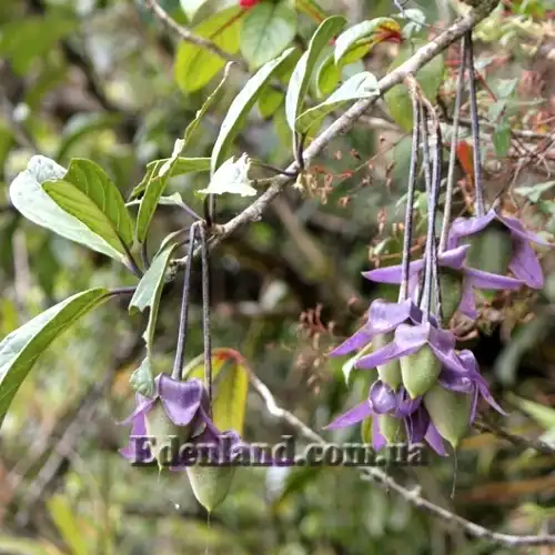 Изображение Трианея красивая - Trianaea speciosa