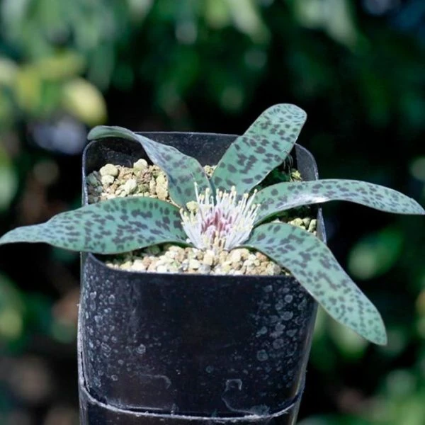 Изображение молодое растение в горшке