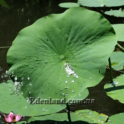 Зображення лист