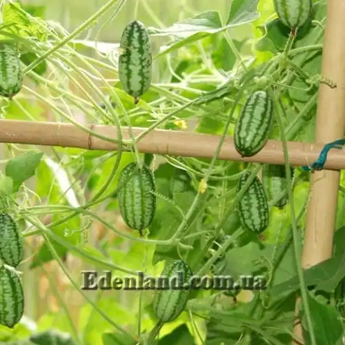 Зображення плоди