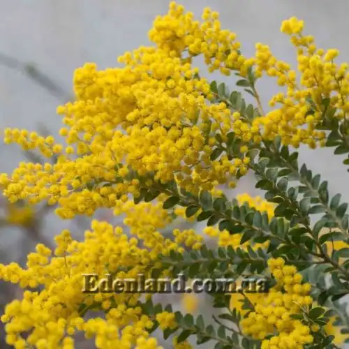 Акация ножевидная - Acacia cultriformis