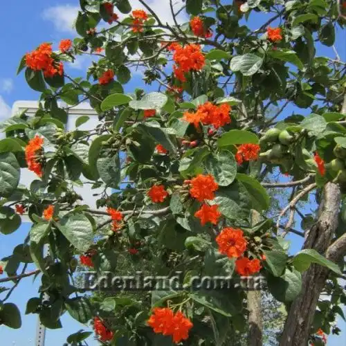 Зображення Кордія Себестена - Cordia sebestena