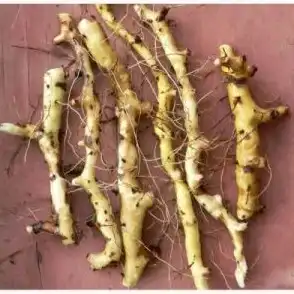 Изображение корневища