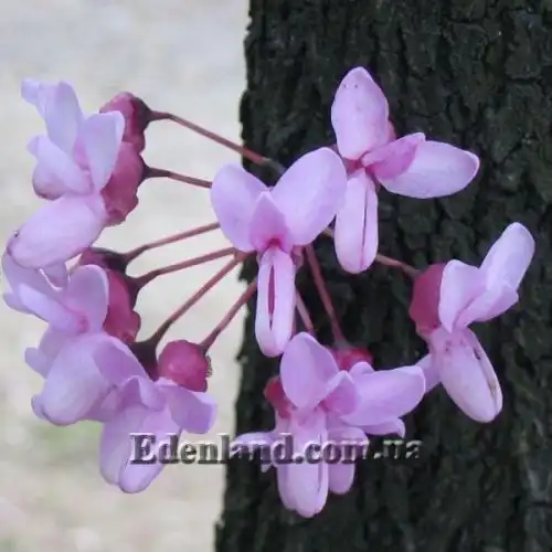 Изображение Церцис рожковый - Cercis siliquastrum